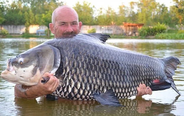 Sau khi chụp ảnh và tận hưởng niềm vui, Andy Harman đã quyết định phóng sinh con cá chép khổng lồ này về với tự nhiên